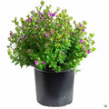 Sweet Pea Shrub 'Petite Butterflies' 2 gallon