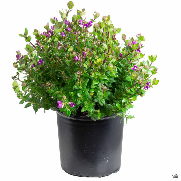 Sweet Pea Shrub 'Petite Butterflies' 2 gallon