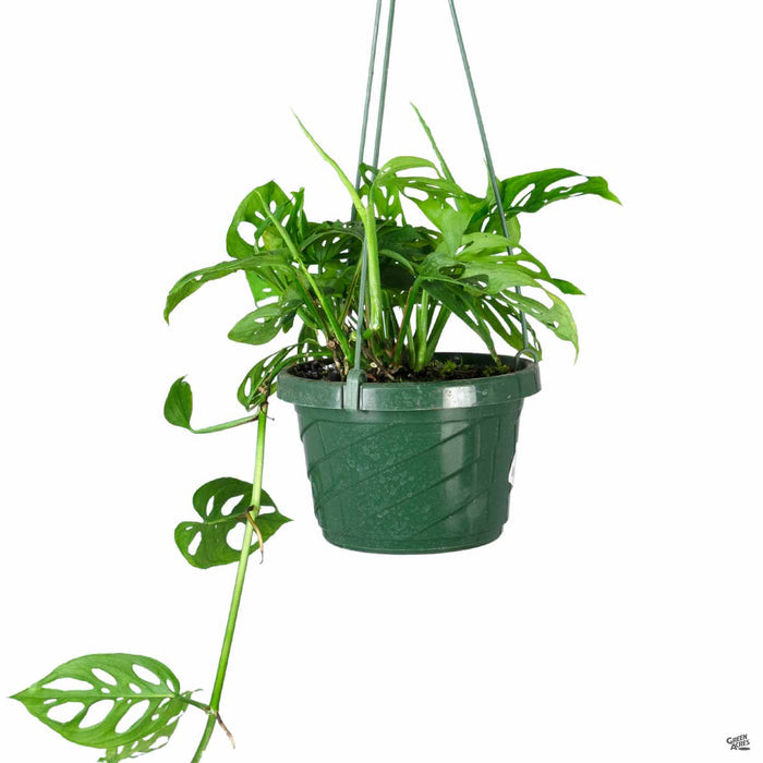 Swiss Cheese Plant 6 inch hanging basket