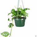 Swiss Cheese Plant 6 inch hanging basket