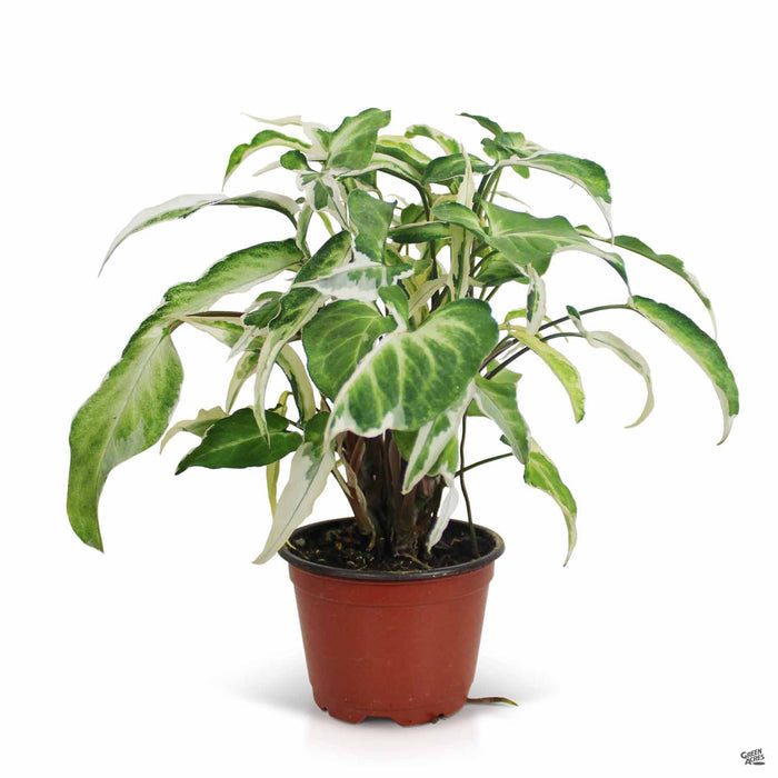 Syngonium Starlight 4 inch