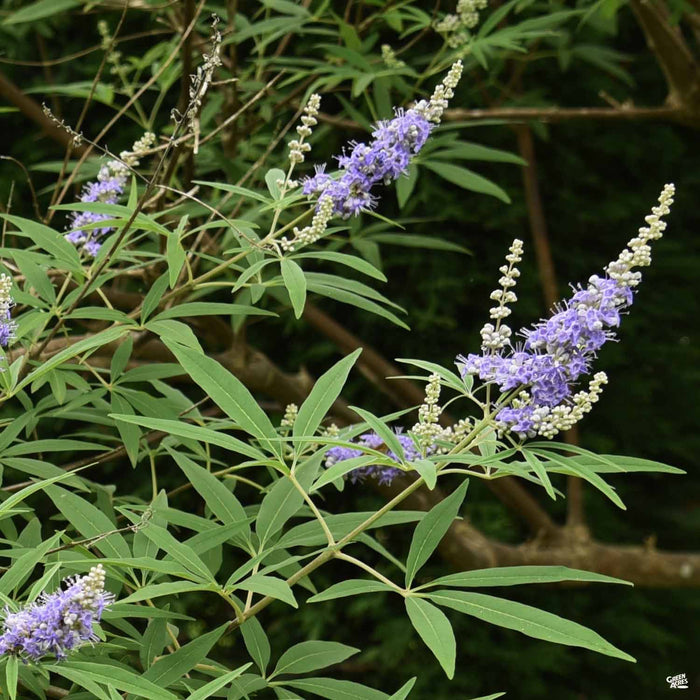 Shoal Creek Texas Lilac