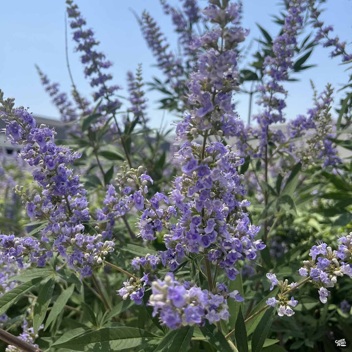 Texas Lilac Montrose Purple