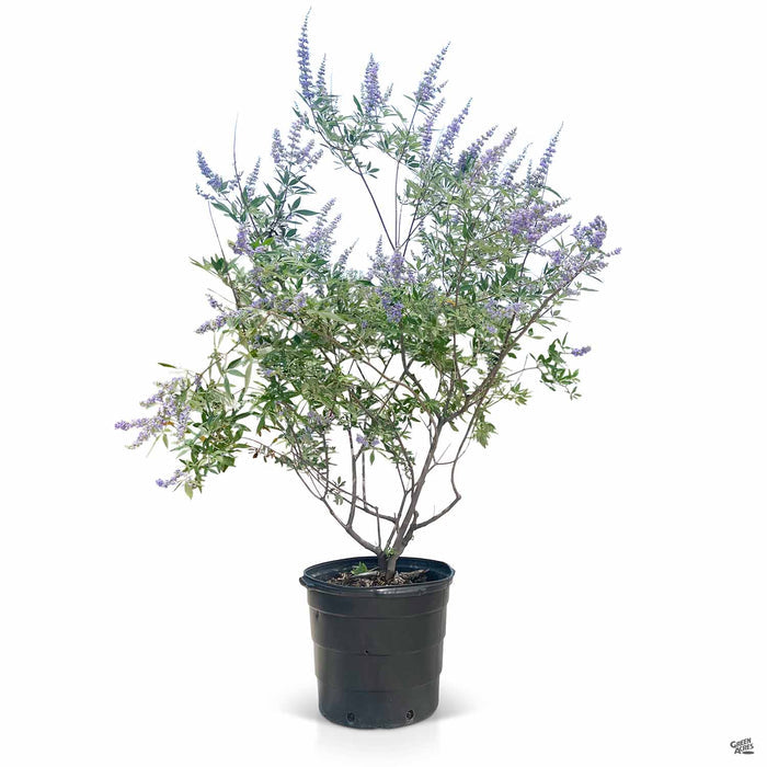 Texas Lilac Montrose Purple 15 gallon