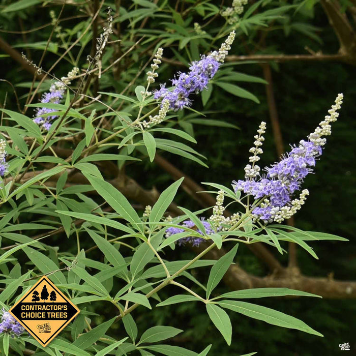Shoal Creek Texas Lilac