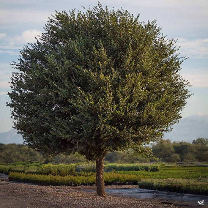 Texas Live Oak Joan Lionetti