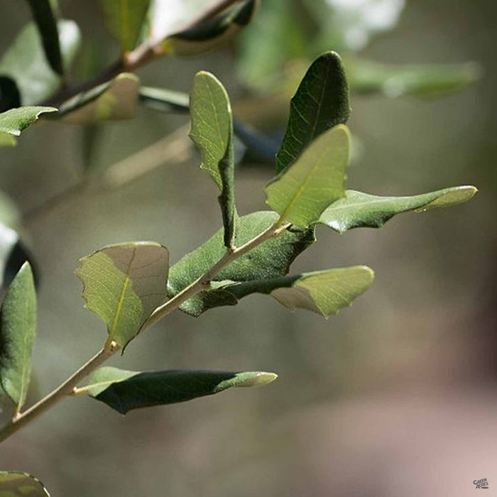 Texas Live Oak Joan Lionetti