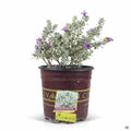 Texas Ranger Microburst 2 gallon