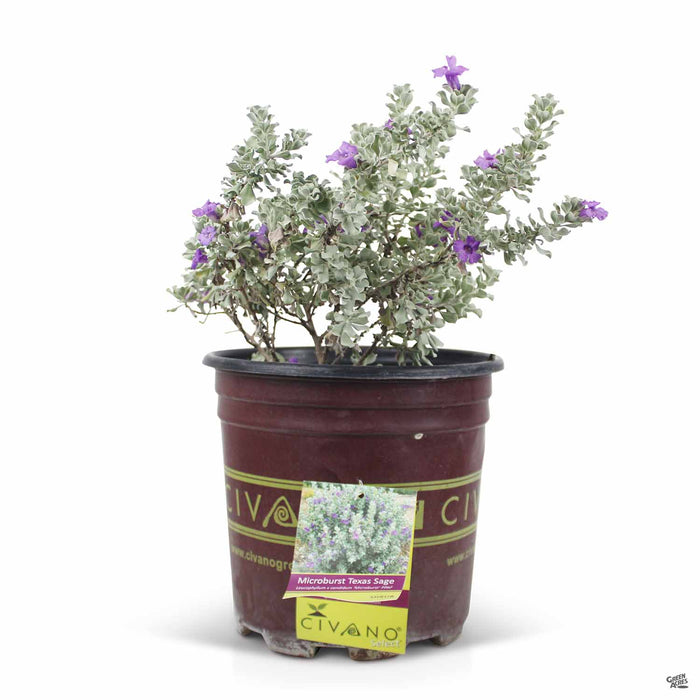 Texas Ranger Microburst 2 gallon