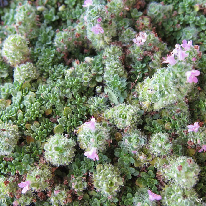 Thyme 'Elfin'