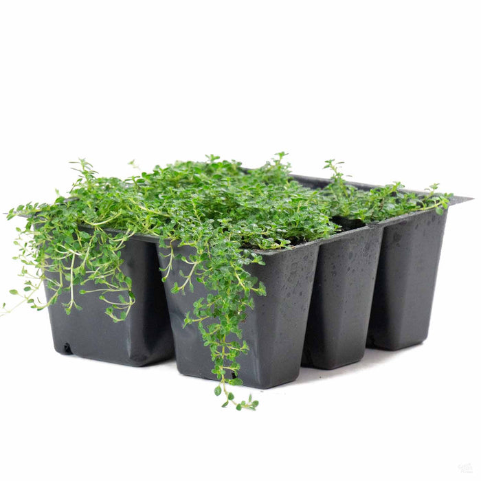 Thyme 'Elfin' 6 pack