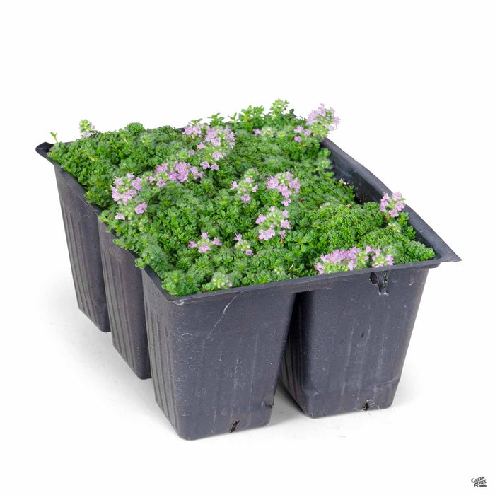 Pittosporum Elfin 6-pack