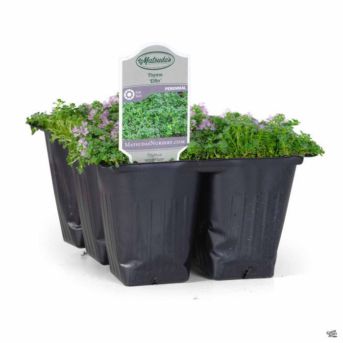 Pittosporum Elfin 6-pack