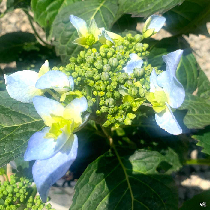 Tuff Stuff Ah-Ha Reblooming Mountain Hydrangea
