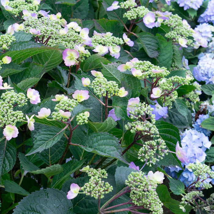 Tuff Stuff Ah-Ha Reblooming Mountain Hydrangea