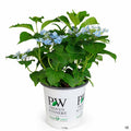 Tuff Stuff Ah-Ha Reblooming Mountain Hydrangea 02T
