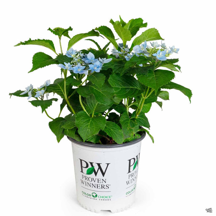 Tuff Stuff Ah-Ha Reblooming Mountain Hydrangea 02T