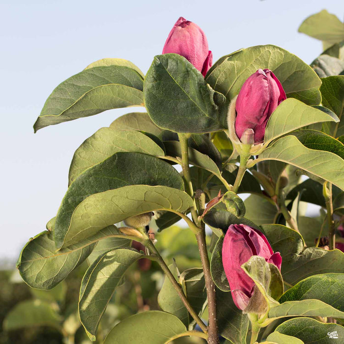 Saucer Magnolia 'Genie'