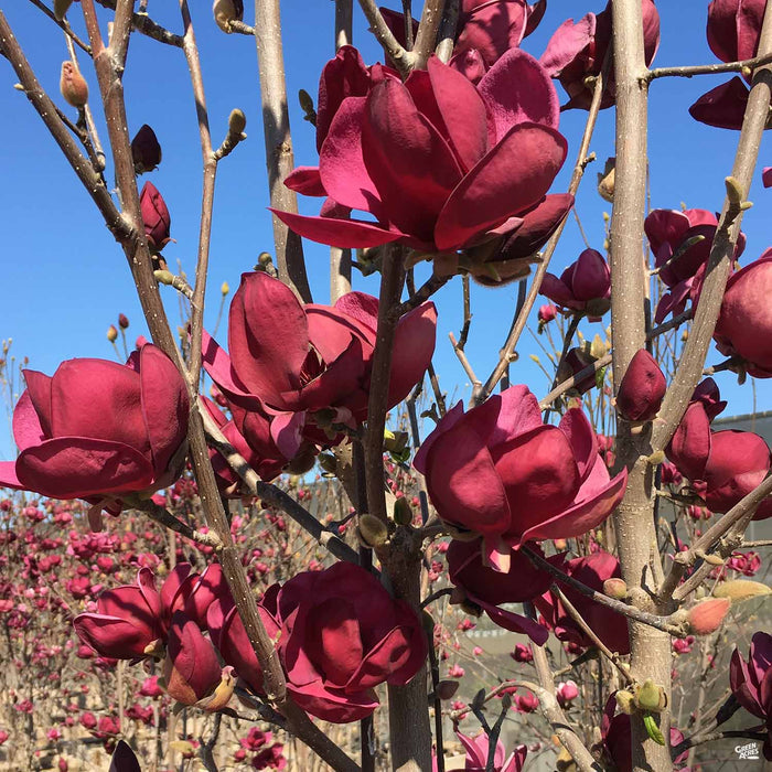 Magnolia 'Genie'