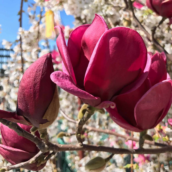 Magnolia 'Genie'