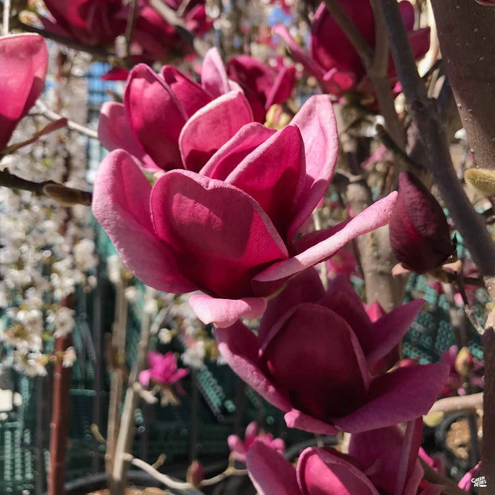 Magnolia 'Genie'