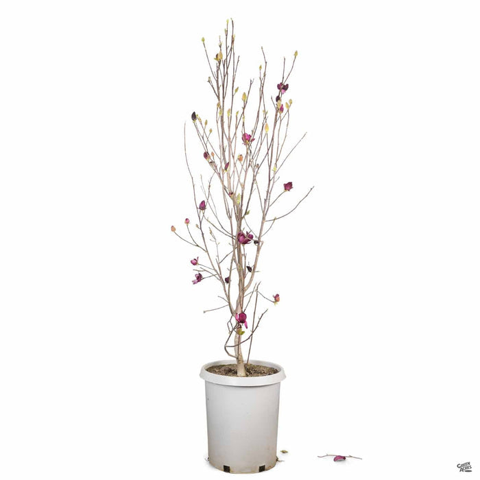 Magnolia 'Genie' 15 gallon