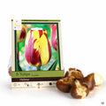 Tulips Triumph Helmar 8-pack