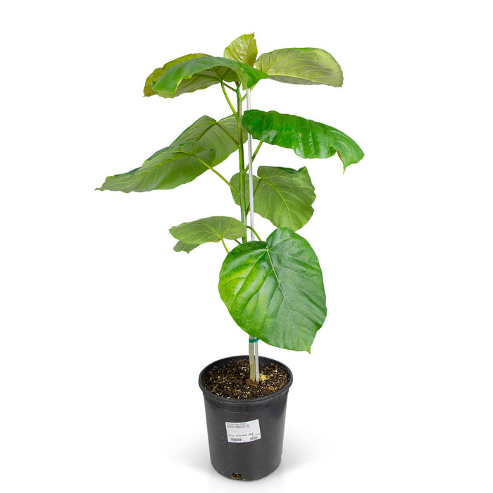Ficus umbellata