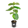Ficus umbellata