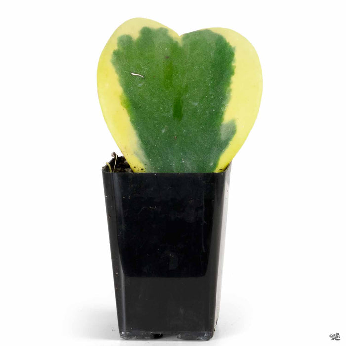 Sweetheart Hoya Variegated 2 inch