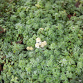 Variegated Japanese Stonecrop