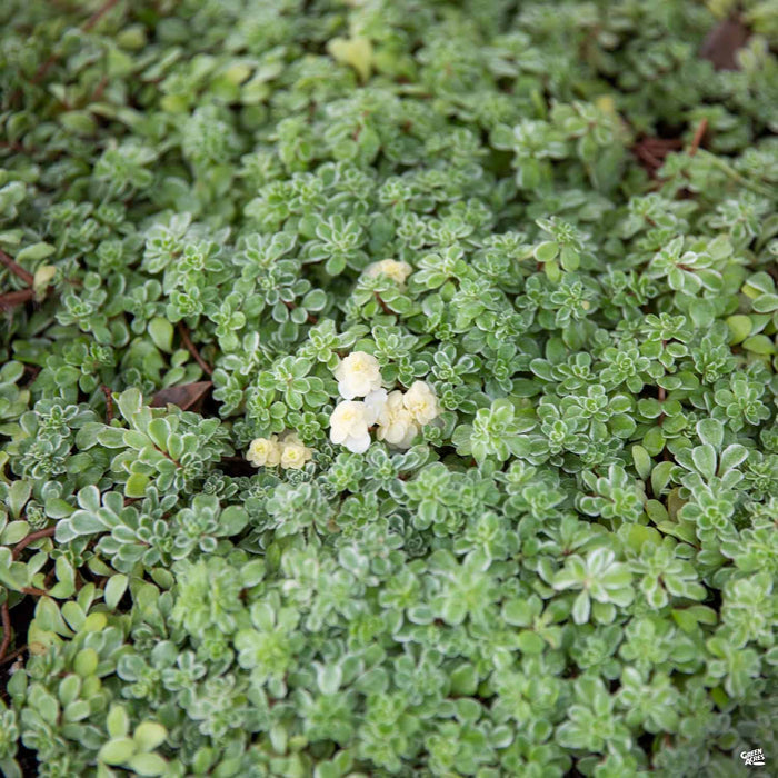 Variegated Japanese Stonecrop