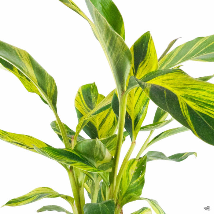 Alpinia Variegata