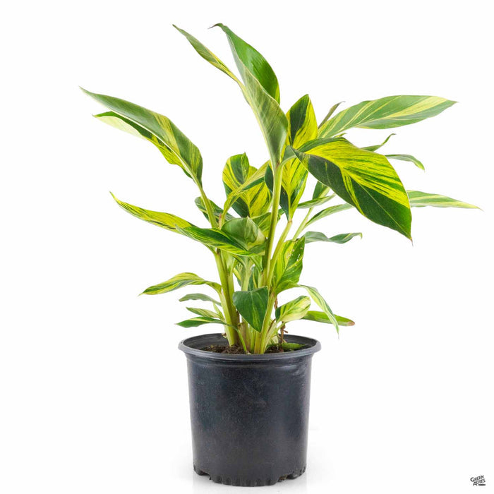 Alpinia Variegata 3 gallon