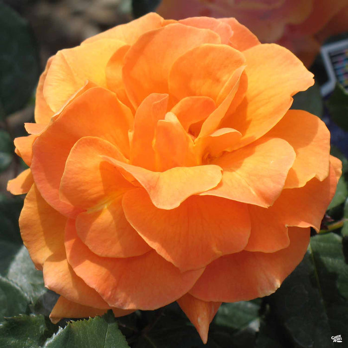 Vavoom Rose