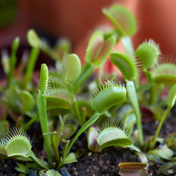 Venus Flytrap