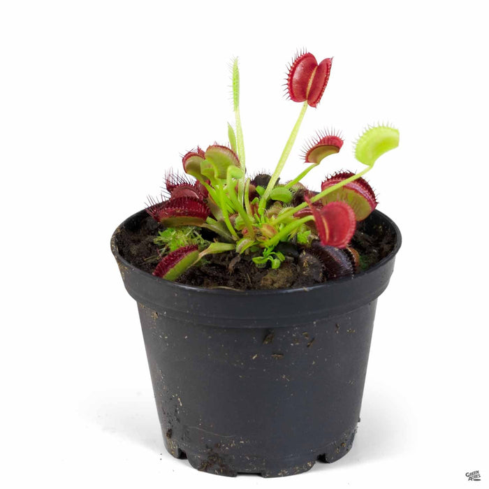 Venus Flytrap 4 inch