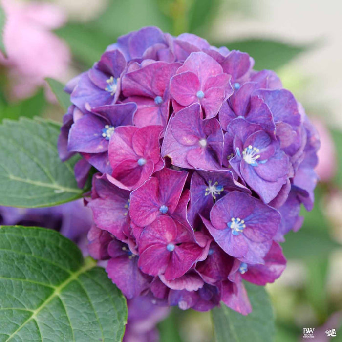 Wee Bit Grumpy Bigleaf Hydrangea