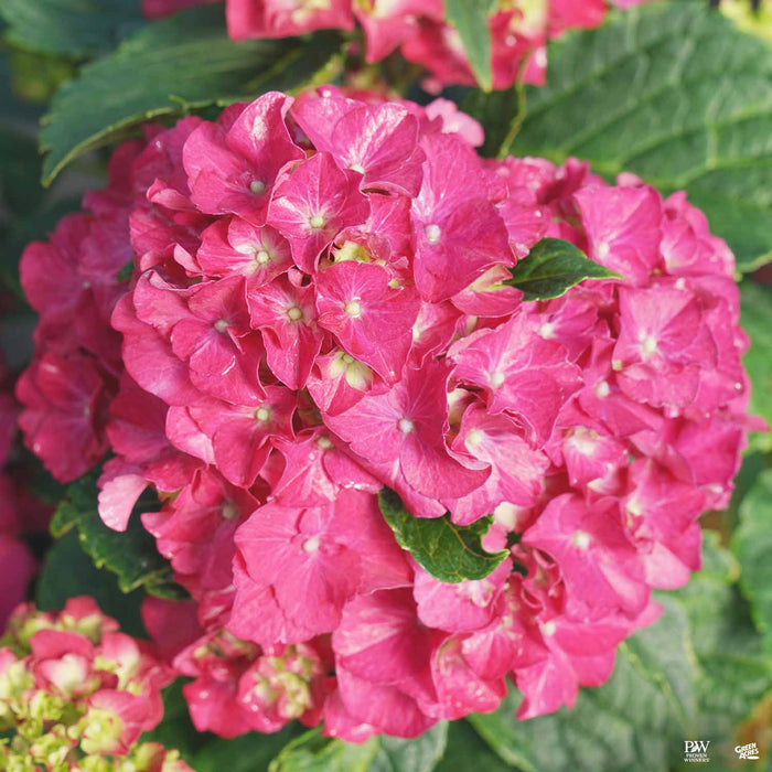Wee Bit Grumpy Bigleaf Hydrangea