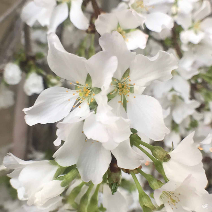 Weeping Cherry 'Snow Fountains'