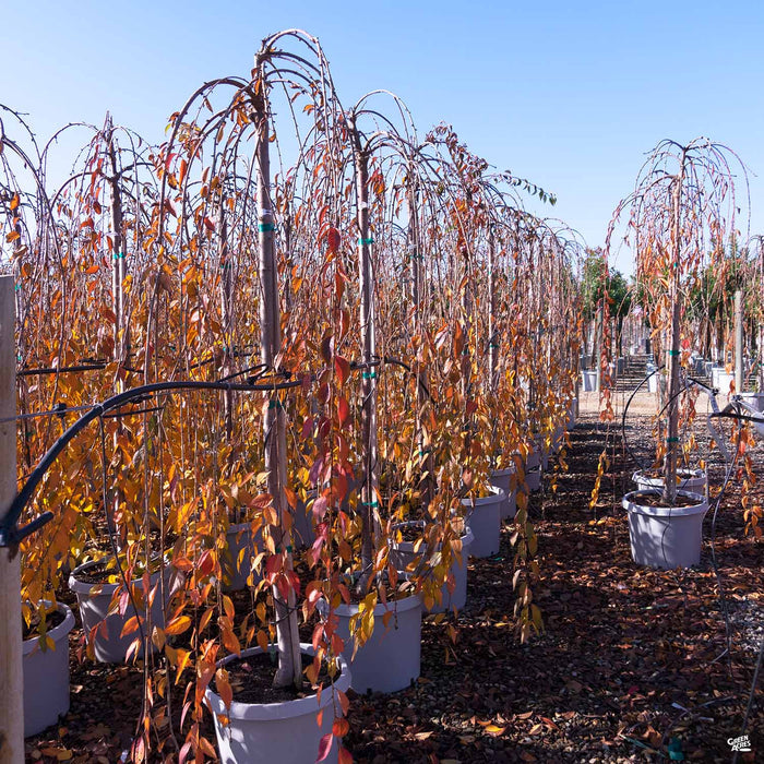 Weeping Cherry 'Snow Fountains' Fall Color