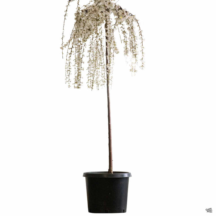 Weeping Cherry 'Snow Fountains' 15 gallon