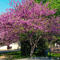 Western Redbud Standard Trunk