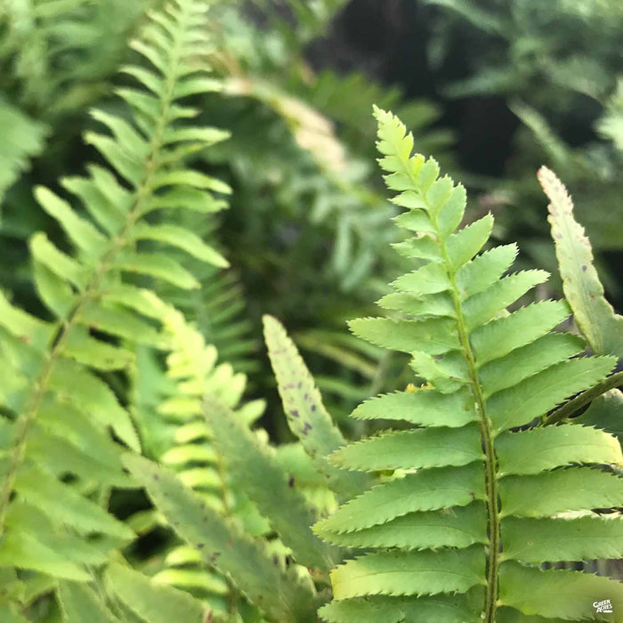 Western Sword Fern