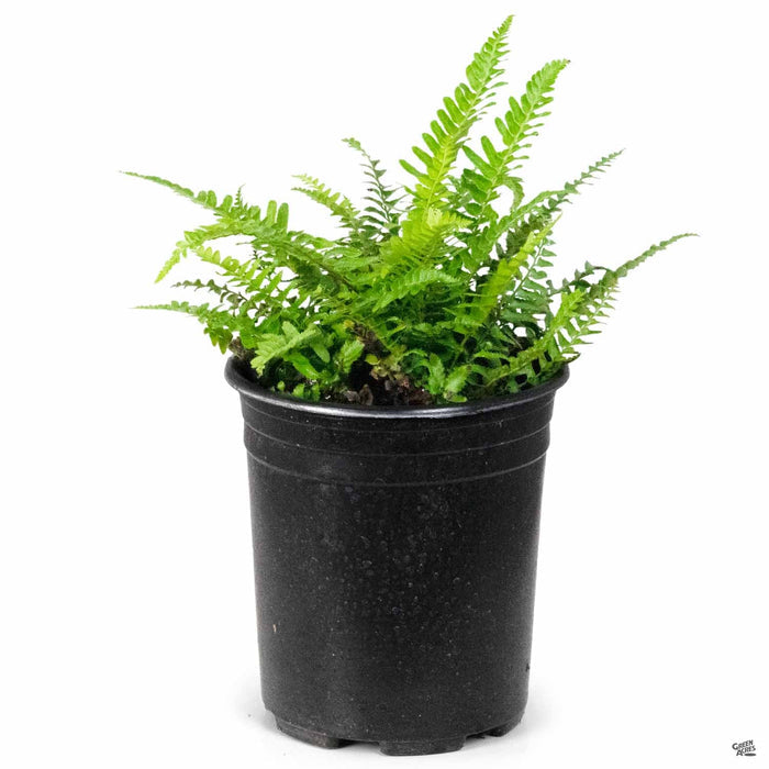 Western Sword Fern 1 gallon