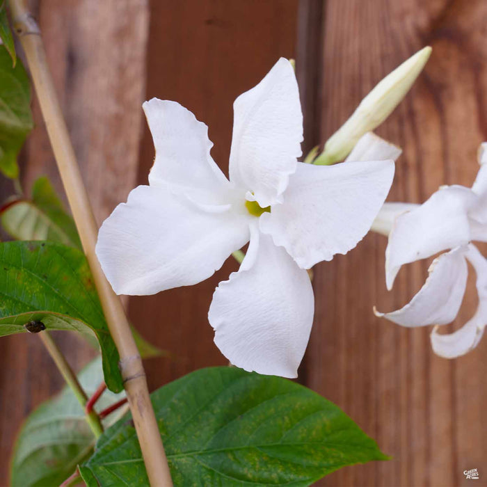 White Mandevilla