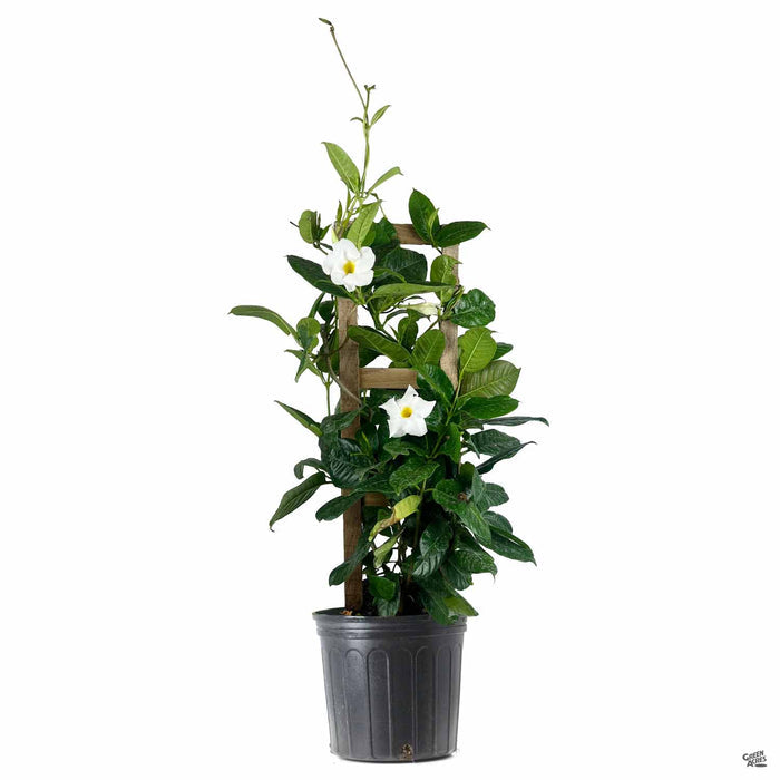 White Mandevilla 10 inch staked