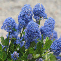 Ceanothus 'Skylark'