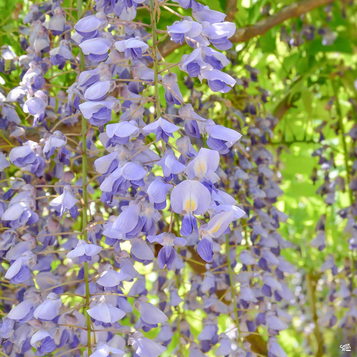 Chinese Wisteria