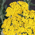 Closeup of Yarrow 'Little Moonshine'